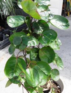 Caudex shrub 03 3-15-12.JPG